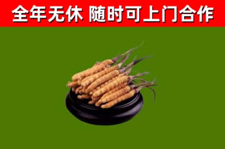 达拉特旗回收冬虫夏草