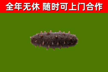 达拉特旗回收海参干